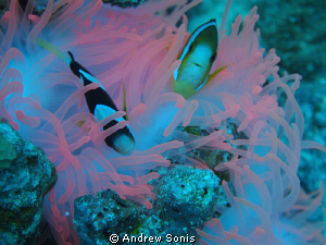 Anemone fish on pink coral.  Great way to start off dive ... by Andrew Sonis 